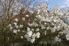 fleur 1